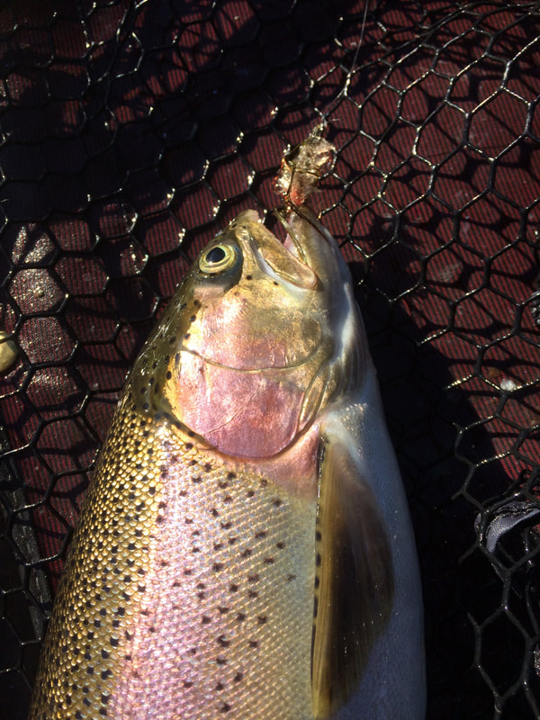 Eagle Lake Trout www.bigdaddyfishing.com