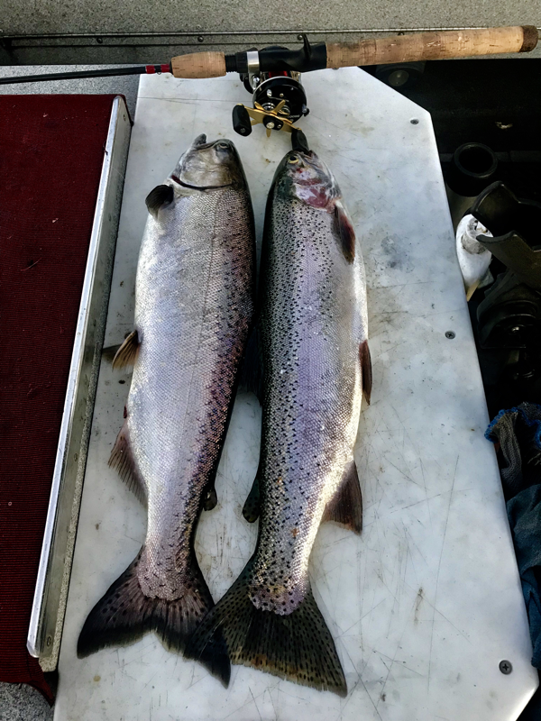 Lake Almanor King Salmon and Rainbow Trout. www.bigdaddyfishing.com