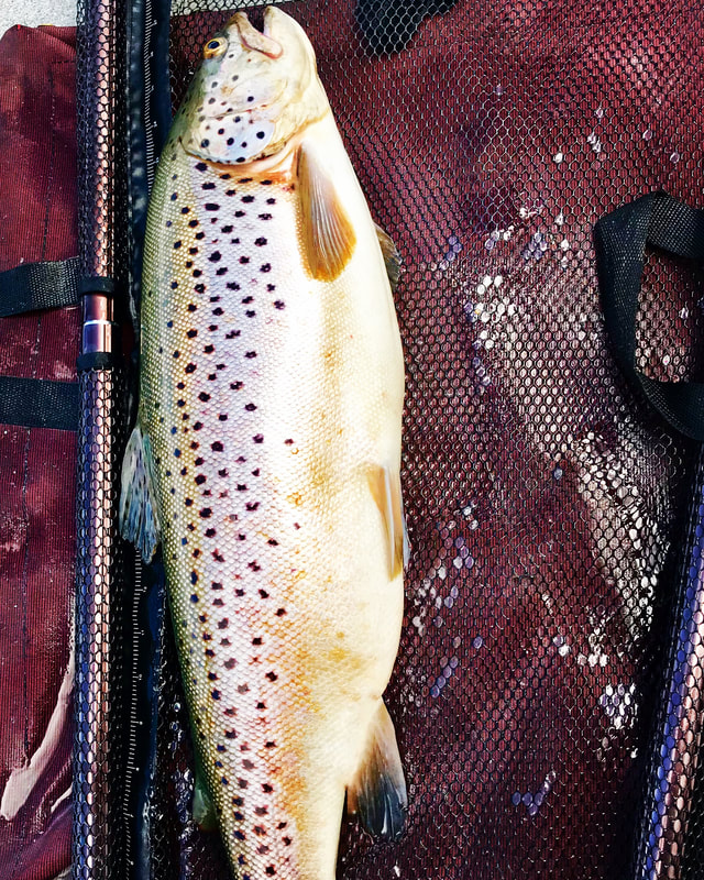 Lake Almanor Brown Trout. www.bigdaddyfishing.com