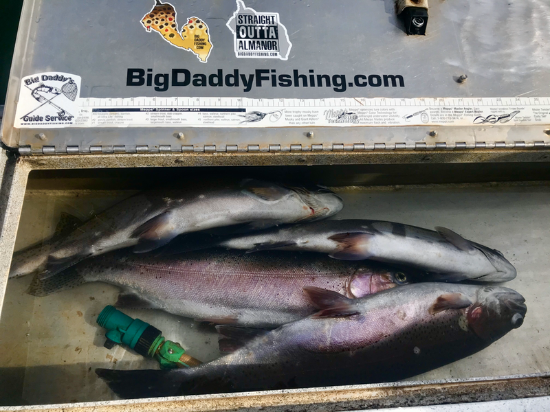 Lake Almanor Rainbow Trout. #docktodish www.bigdaddyfishing.com