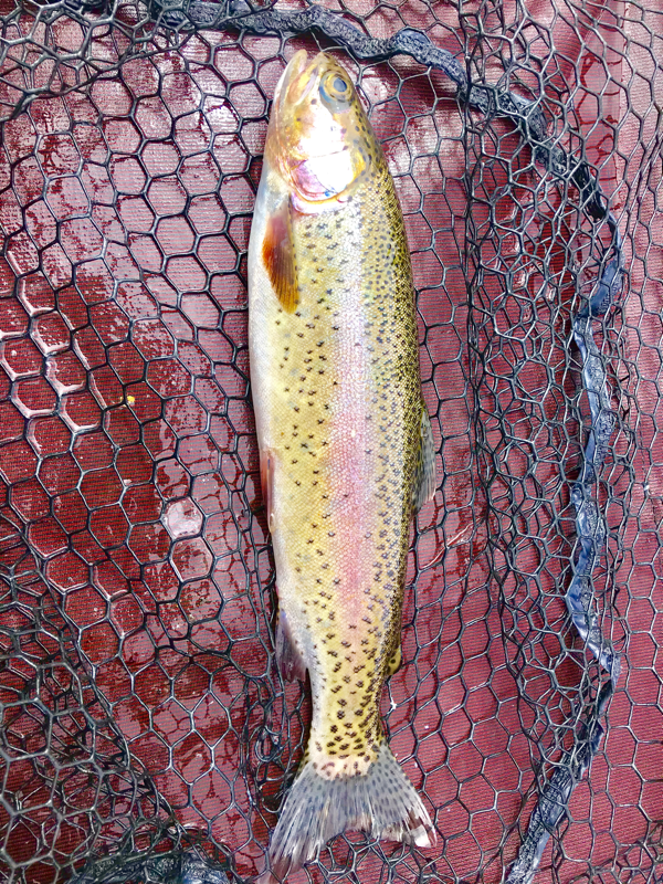 Bucks Lake Rainbow www.bigdaddyfishing.com