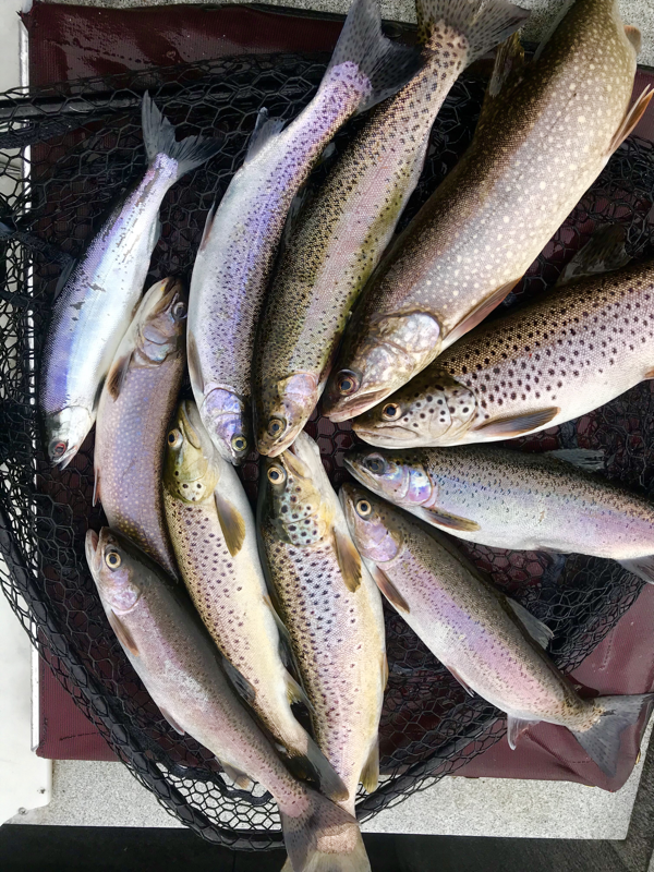Bucks Lake Slam all 5 species. www.bigdaddyfishing.com